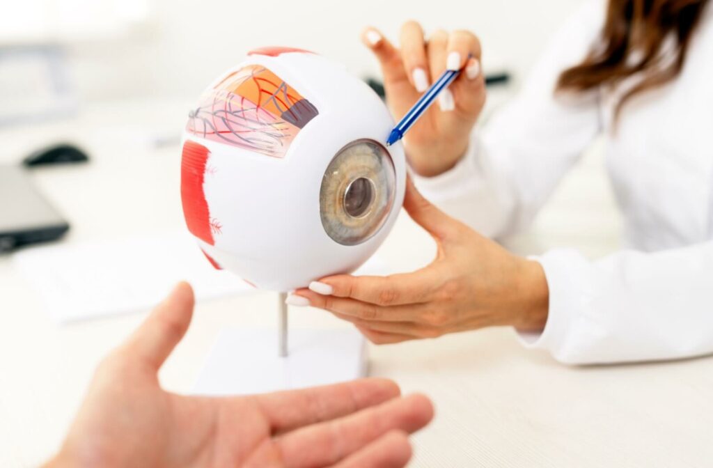 Close-up of a female ophthalmologist holding an eye model, discussing options with an off-camera patient whose hand gestures at the model.